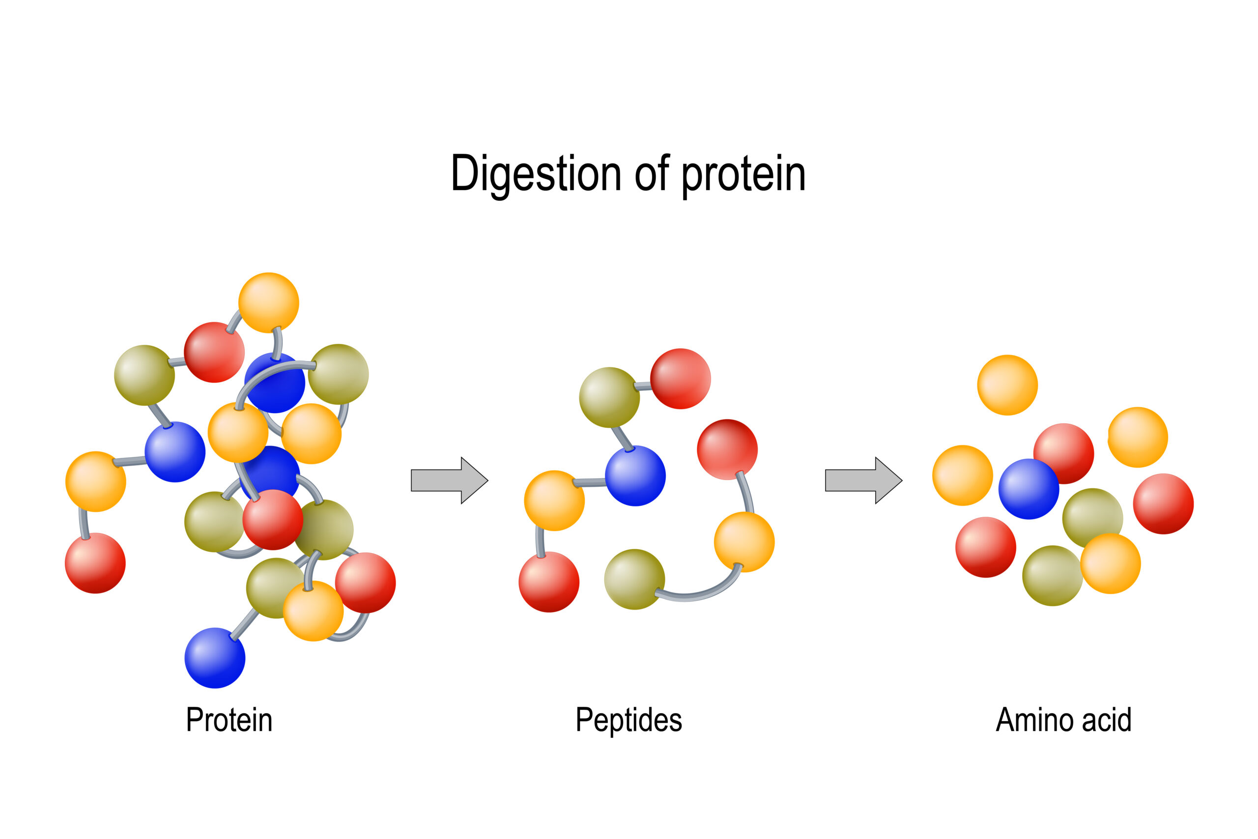 amino acids and proteins amino acids and proteins